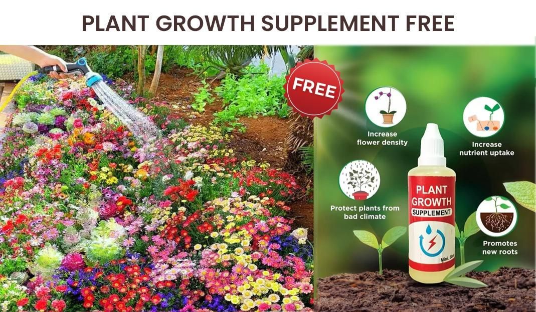 Premium Flower Seeds (Pack of 50)