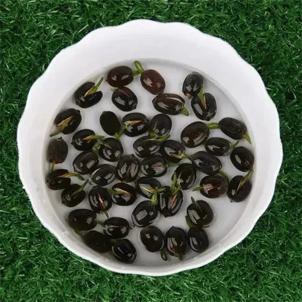 Lotus Flower Seeds