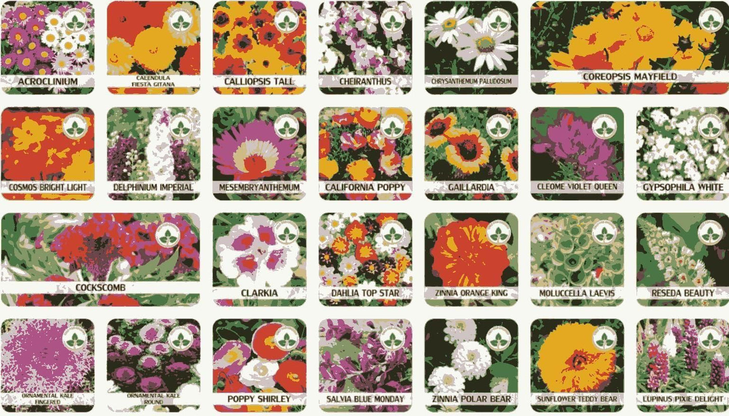 Premium Flower Seeds (Pack of 50)
