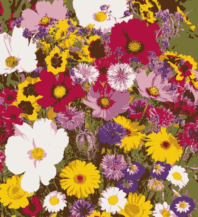 Premium Flower Seeds (Pack of 50)
