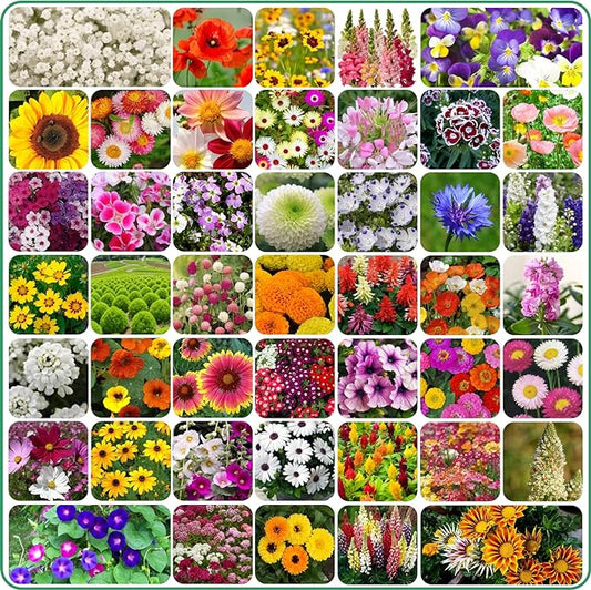 Premium Flower Seeds (Pack of 100)